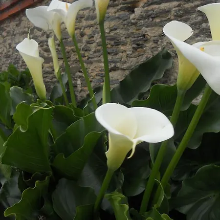 بيت ضيافة D'hotes 